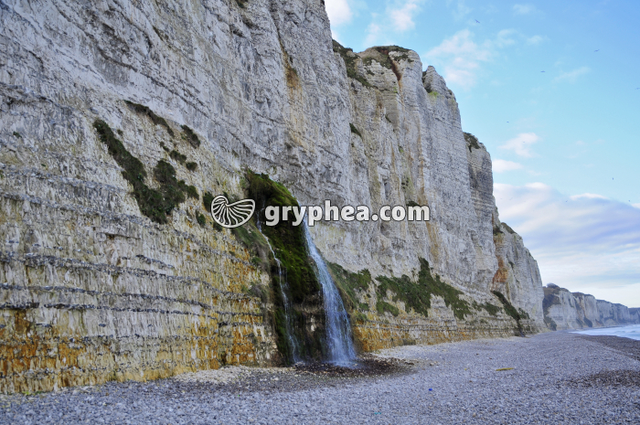 Pisseuse (falaises de Fécamp, Normandie) - gryphea.com